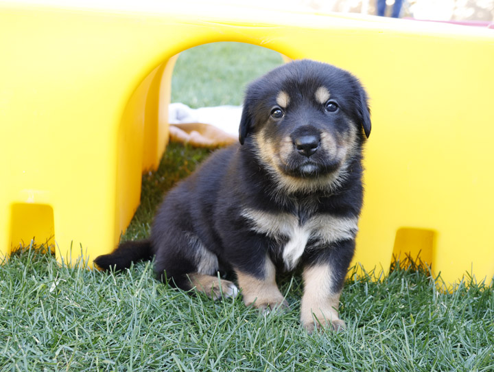 chinook dog